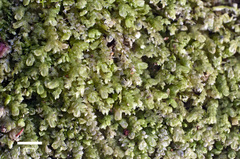 Stenolejeunea acuminata