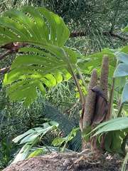 Monsteroideae
