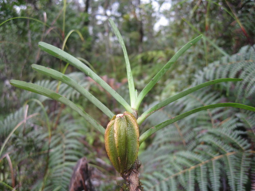 Angraecum image