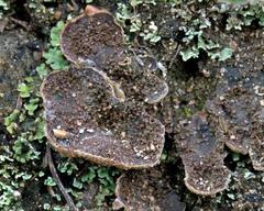 Peltigera lepidophora