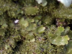 Melanohalea elegantula