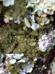 Melanohalea elegantula