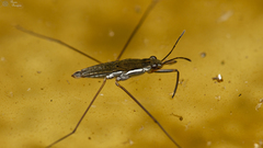 Gerris swakopensis