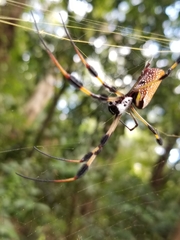Trichonephila clavipes image