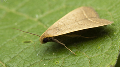 Simplicia extinctalis