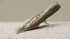 Culladia inconspicuella