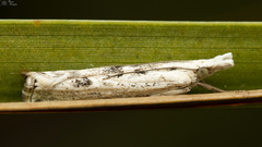 Crambus sparsellus