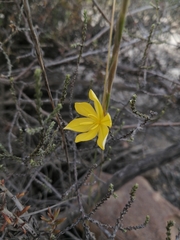 Moraea virgata