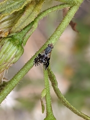Spathulina sicula