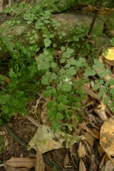 Asplenium hookerianum