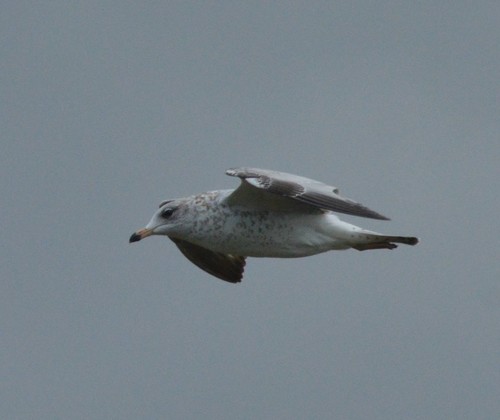 Ring-billed Gull photographed in Hawaii
