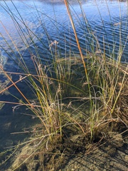 Schoenoplectus litoralis