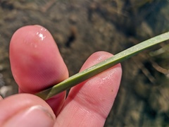 Schoenoplectus litoralis