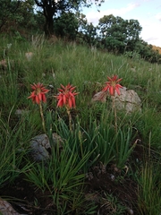 Aloe verecunda