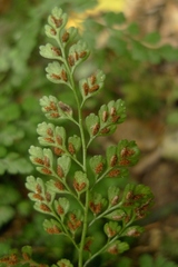 Asplenium hookerianum