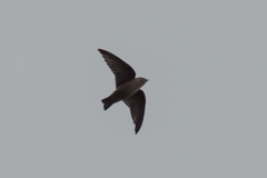 Ptyonoprogne