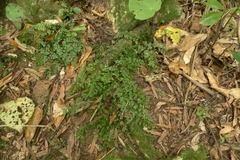 Asplenium hookerianum