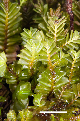 Plagiochila gregaria