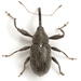 Anthonomus albopilosus - Photo (c) Mike Quinn, Austin, TX, some rights reserved (CC BY-NC), uploaded by Mike Quinn, Austin, TX
