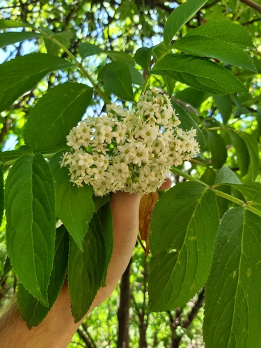 Image of Sambucus peruviana by (c) Jon Jorgensen, some rights reserved (CC BY)