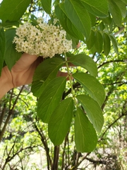 Sambucus peruviana