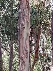 Eucalyptus