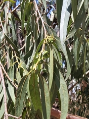 Eucalyptus