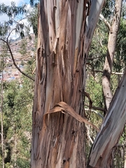 Eucalyptus