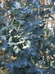 Eucalyptus
