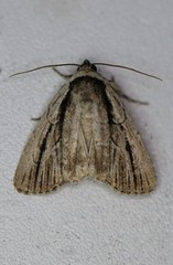 Sympistis badistriga