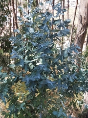 Eucalyptus