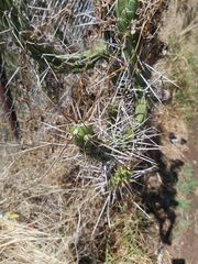 Austrocylindropuntia subulata