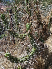 Austrocylindropuntia subulata
