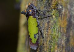 Zyzzogeton viridipennis