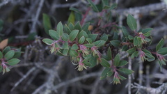 Arctostaphylos morroensis