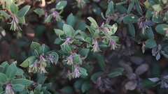 Arctostaphylos morroensis