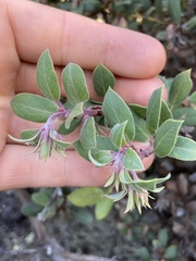 Arctostaphylos morroensis