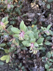 Arctostaphylos morroensis