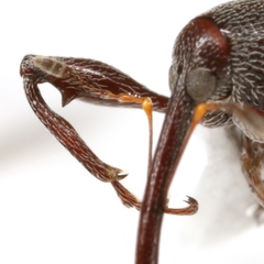 Anthonomus albopilosus