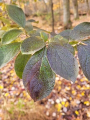 Symplocos paniculata