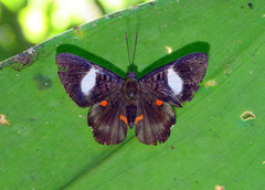 Cyrenia martia