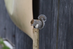Sciurus carolinensis