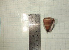 Conus flavidus