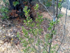 Clinopodium chilense