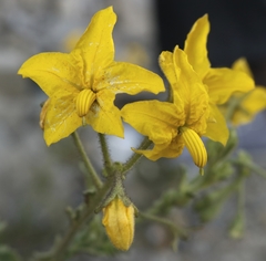 Solanum pennellii