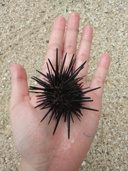 Stomopneustes variolaris