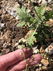 Parthenium confertum