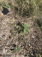 Parthenium confertum