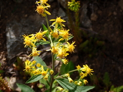 Solidago virgaurea virgaurea