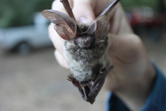 Idionycteris phyllotis